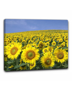 Quadro campo di girasoli