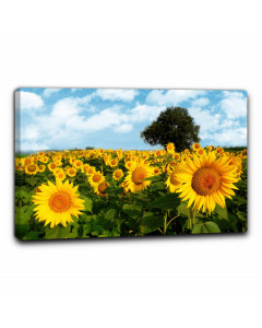 Quadro campo di girasoli 3