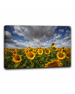 Quadro campo di girasoli 4