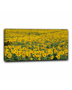 Quadro campo di girasoli 5