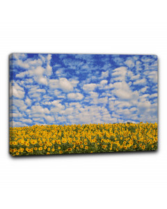 Quadro campo di girasoli 6